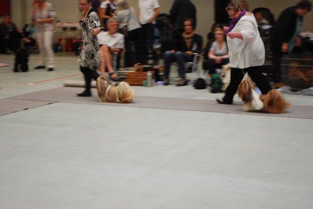 Shih Tzu Danmark